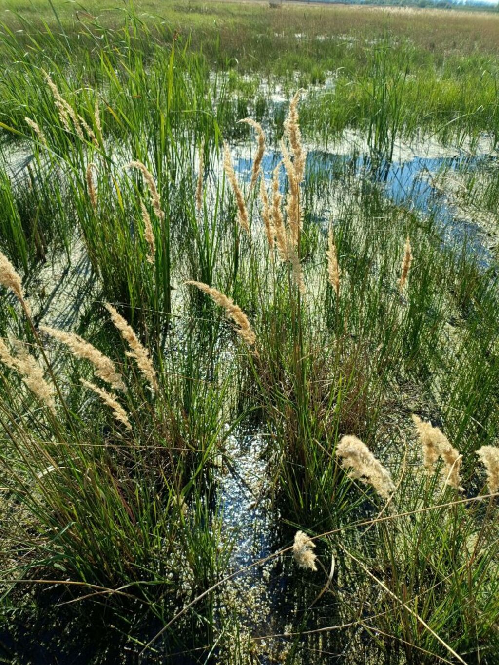 Az akolháti elárasztás biológus szemmel