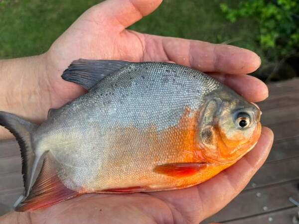 Gyümölcsevő pirája